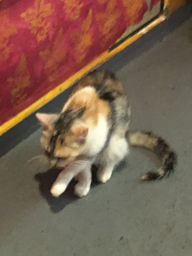 Музей Кота. Минск