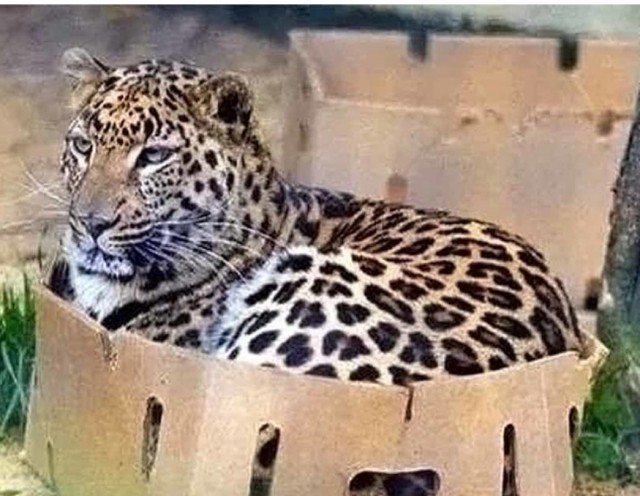 Ловушки для котов