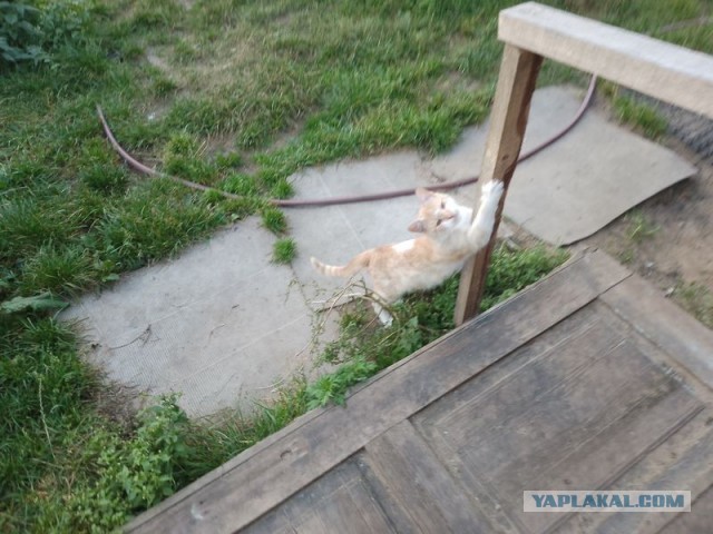 Жизнь домашнего приюта для котеек 463