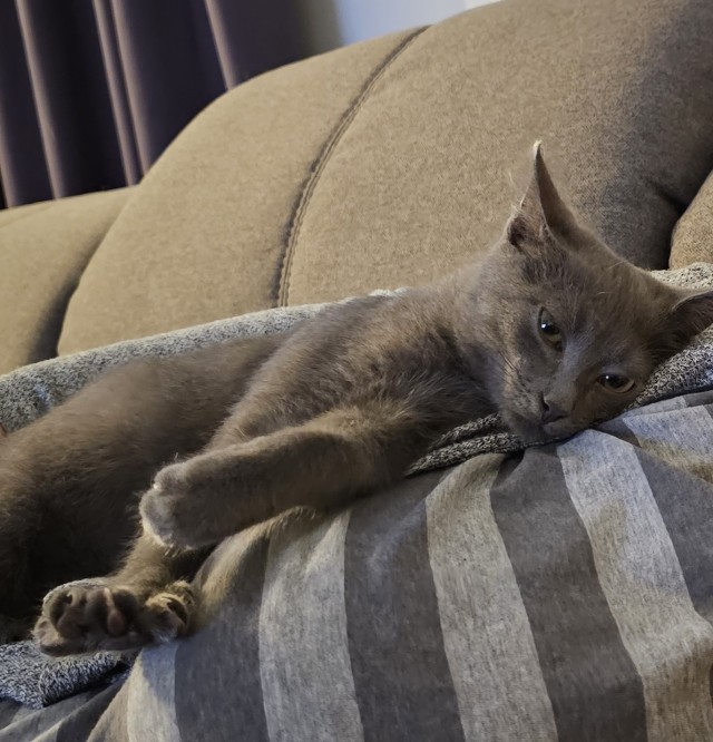 У нас появился кот
