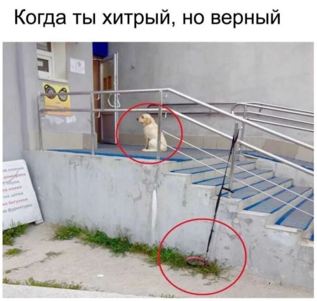 Веселительные картинки