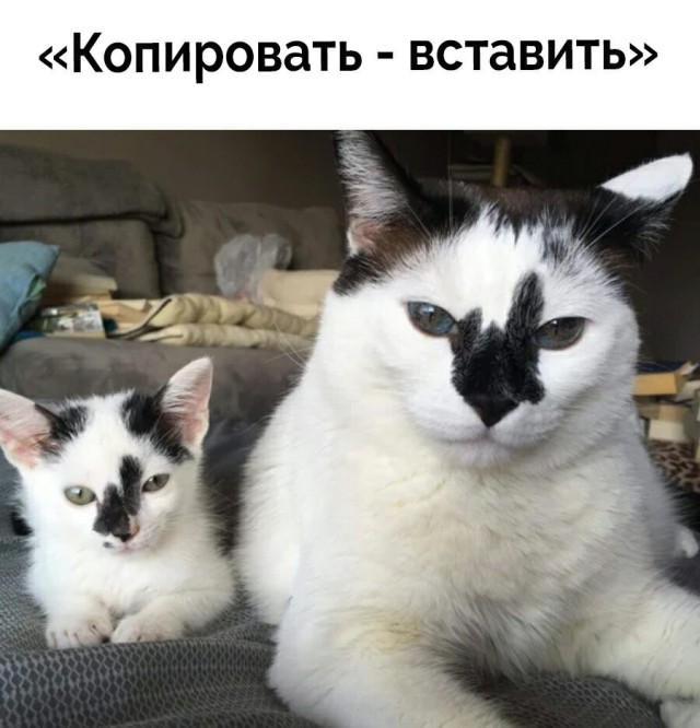 К обеду подвезли свежие баяны
