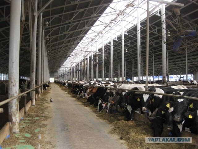 Массажный салон "Муму"