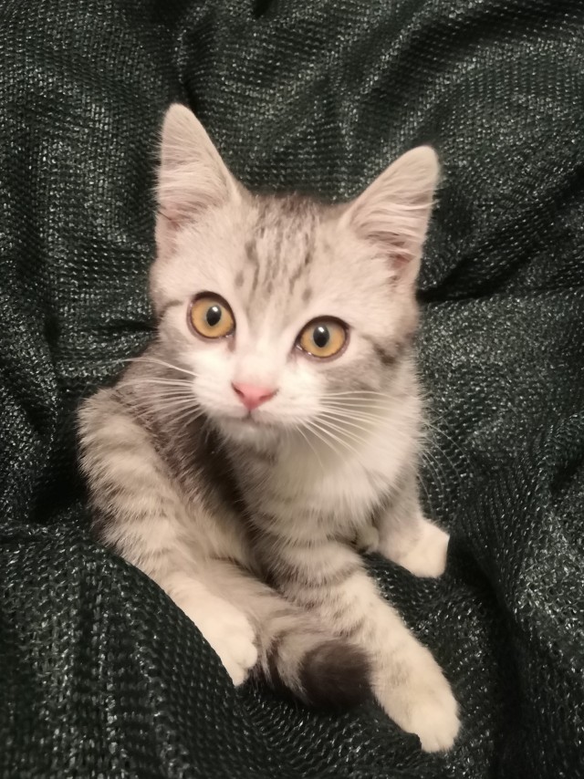 Котовторник в картинках