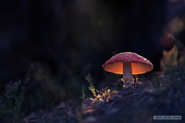 Картинки разные, возможны баяны