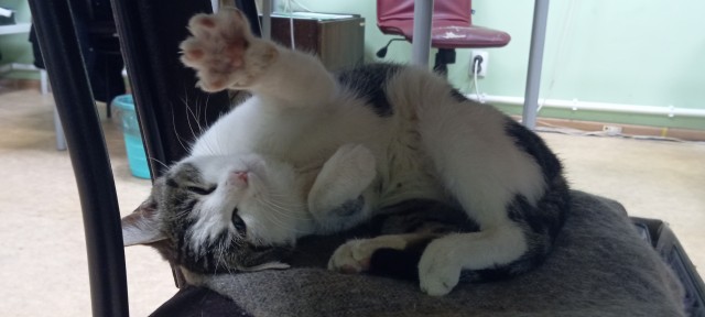 Котовторник 05/11/2024