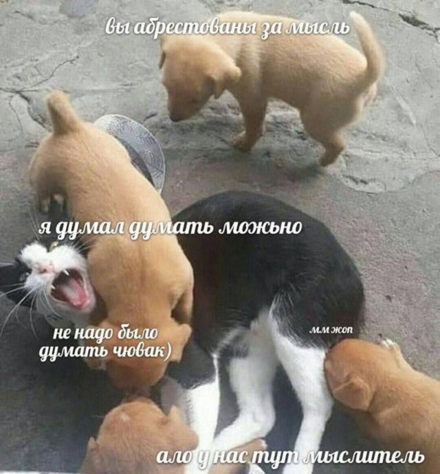 Нуштош 25.12.2024