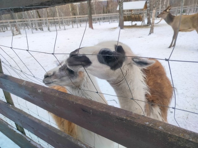 Новый год в Уральских горах.