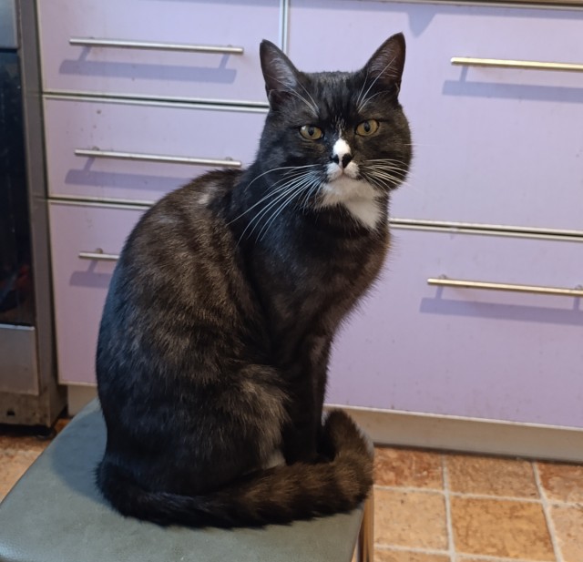 ЯП приложение.