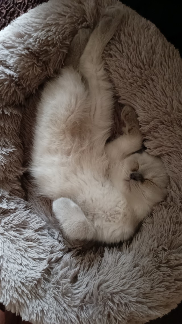 Совпало с котовторником.