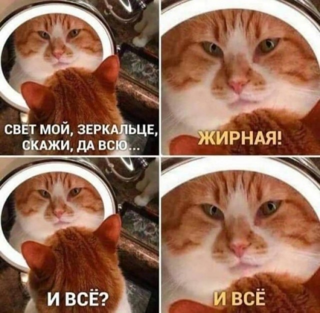 К котовторнику: подборка картинок-баянов с котиками и про котиков. Выпуск 3.