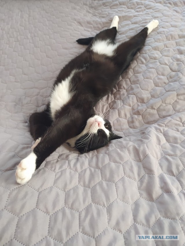 Котовторник. Где коты? Мой вот!