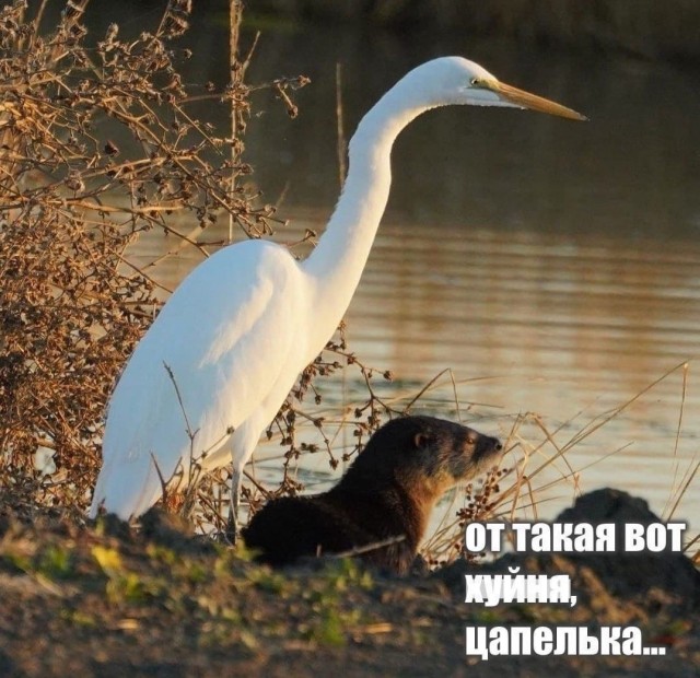 Очень ответственный дядечка!