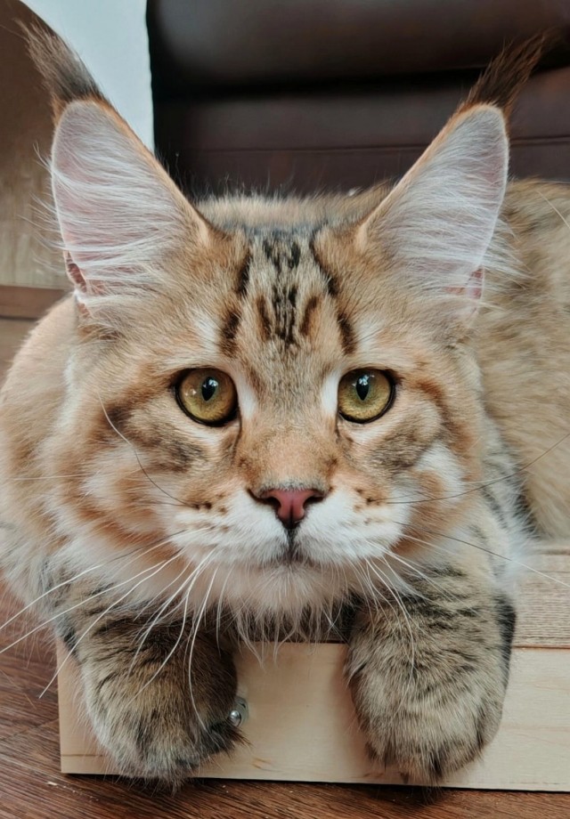 Кот к завершению котовторника
