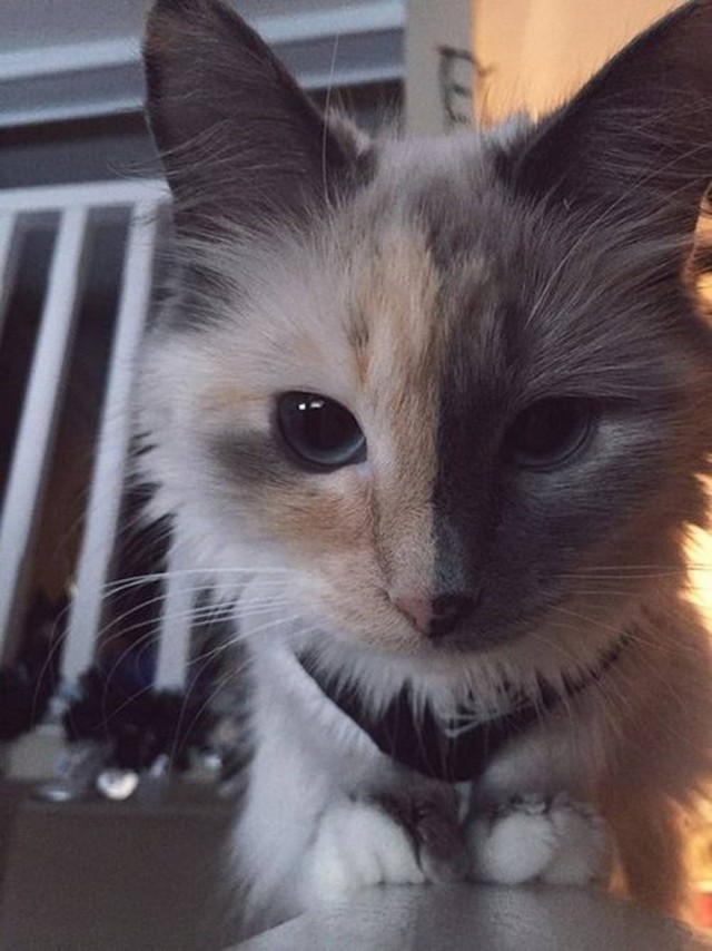 Чутка кошек