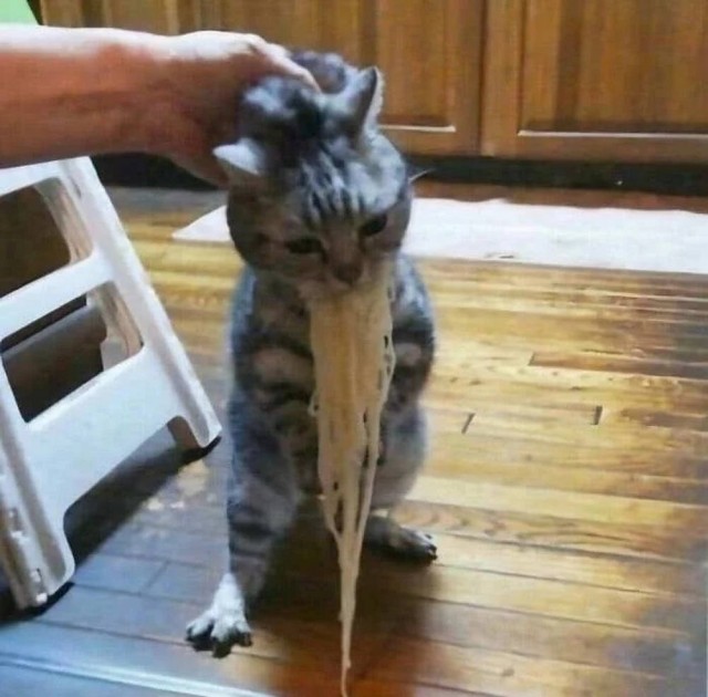 Чутка кошек
