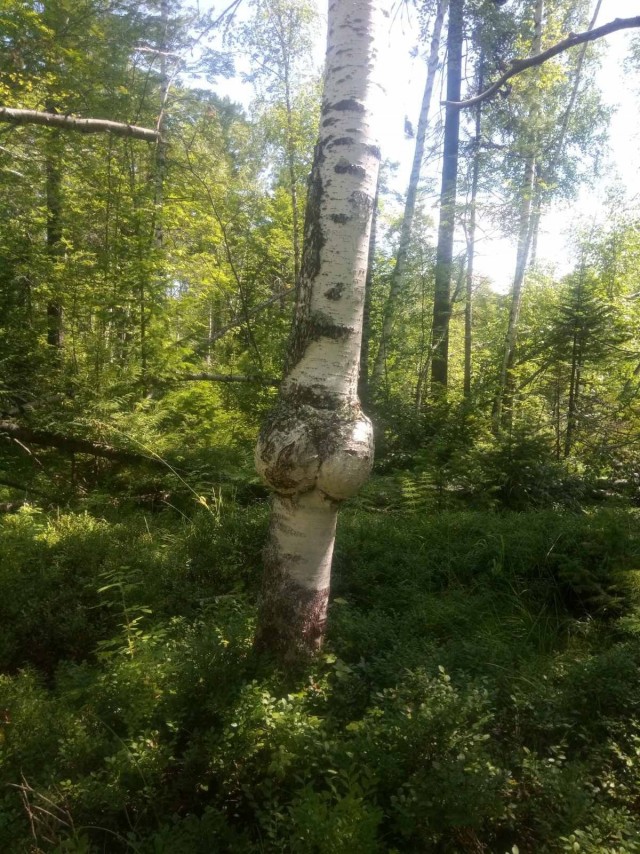 Картиночки, баянчики 10 декабря
