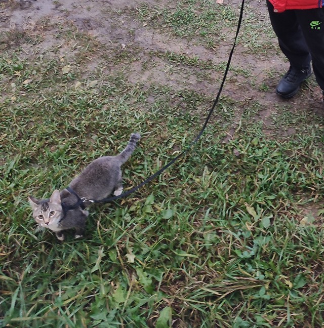 Кошачьи звезды вэбкама