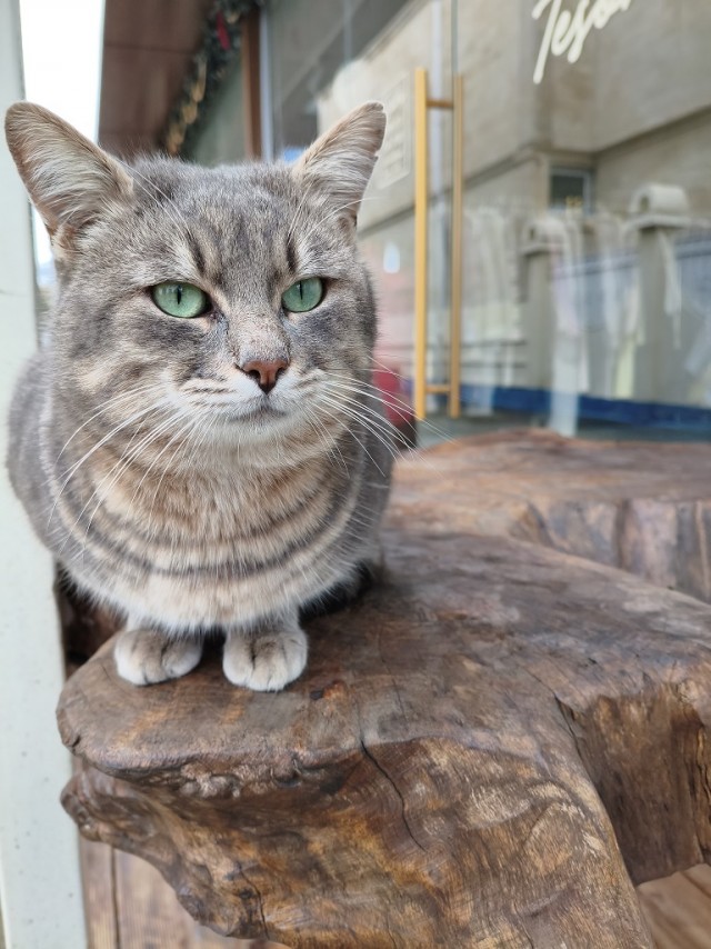 Уличные котики
