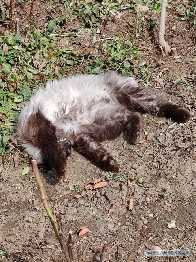 Крымский котик⁠