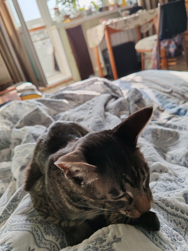 С котовторником!