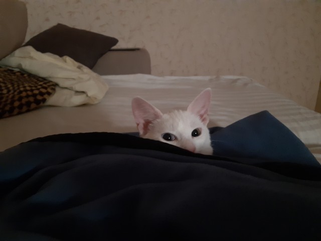 Котовторник. Моё зверьё