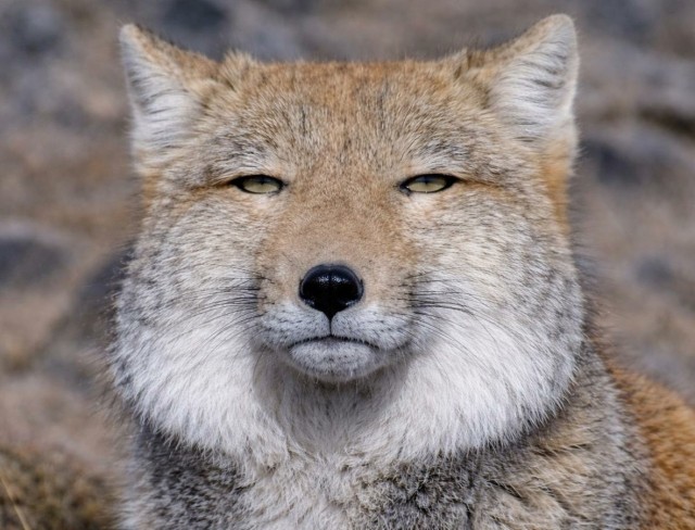 Poker Face