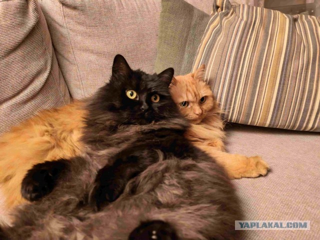 Вместе в сломанной корзине (котовторник)