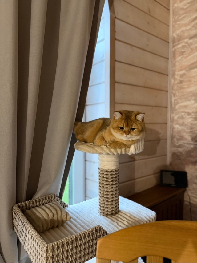 Сегодня только КОТовторник....