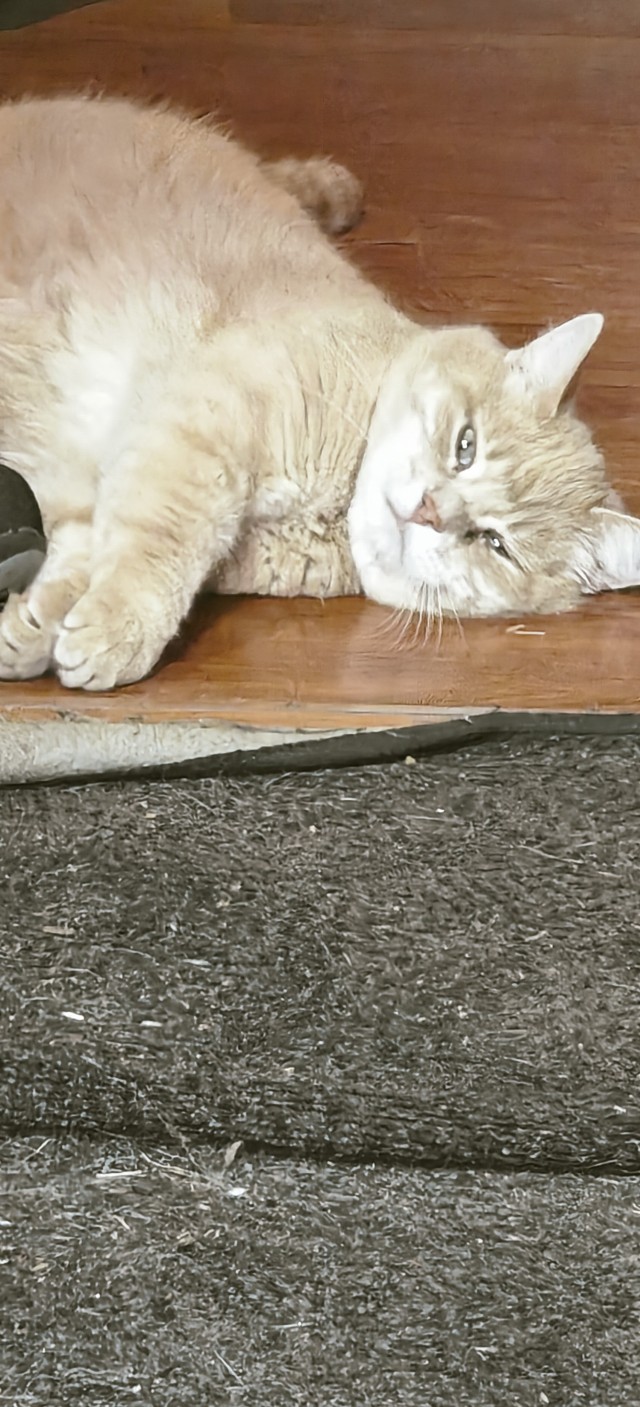 Котовторник.. вечер близко...