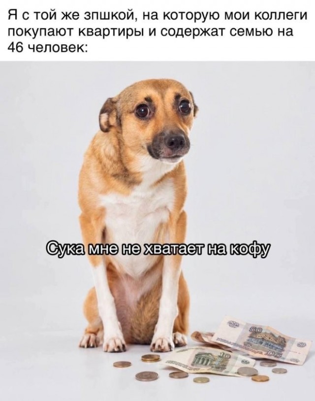 Веселые картинки в понедельник (26.10)