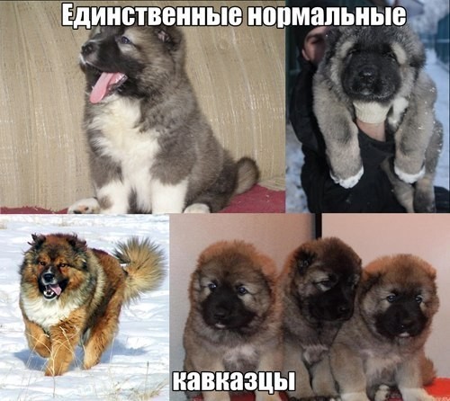 Лица Кавказской национальности