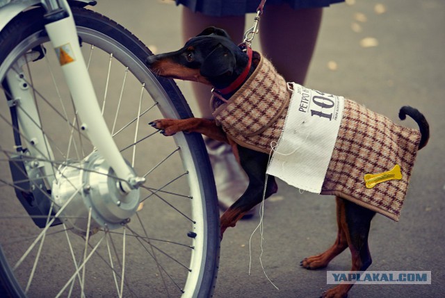 Киевский «Tweed Run» 2013
