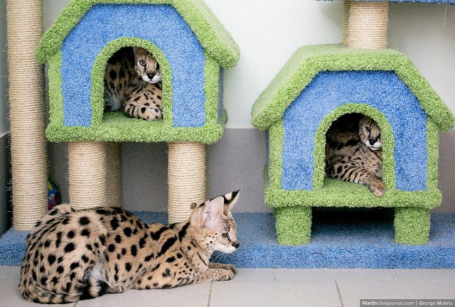 Питомник диких африканских кошек.