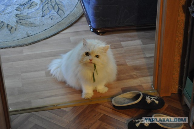 Котовторник 19.08.2014