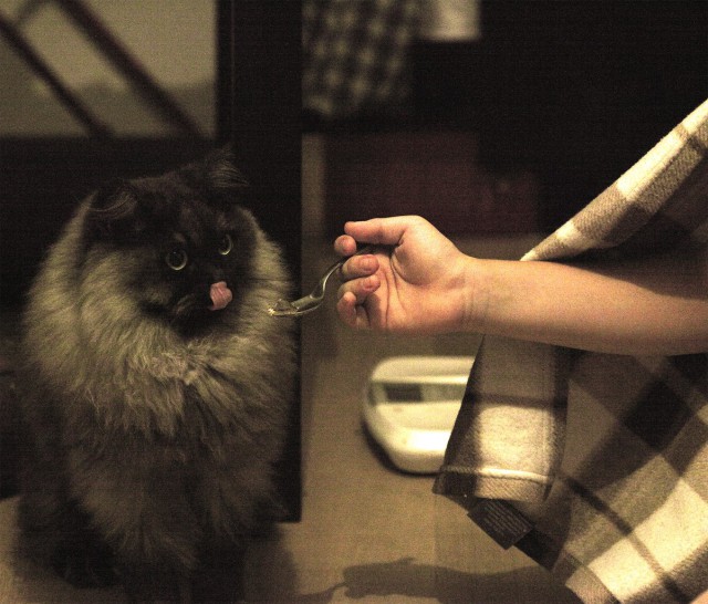 Котовторник 26.08.14.