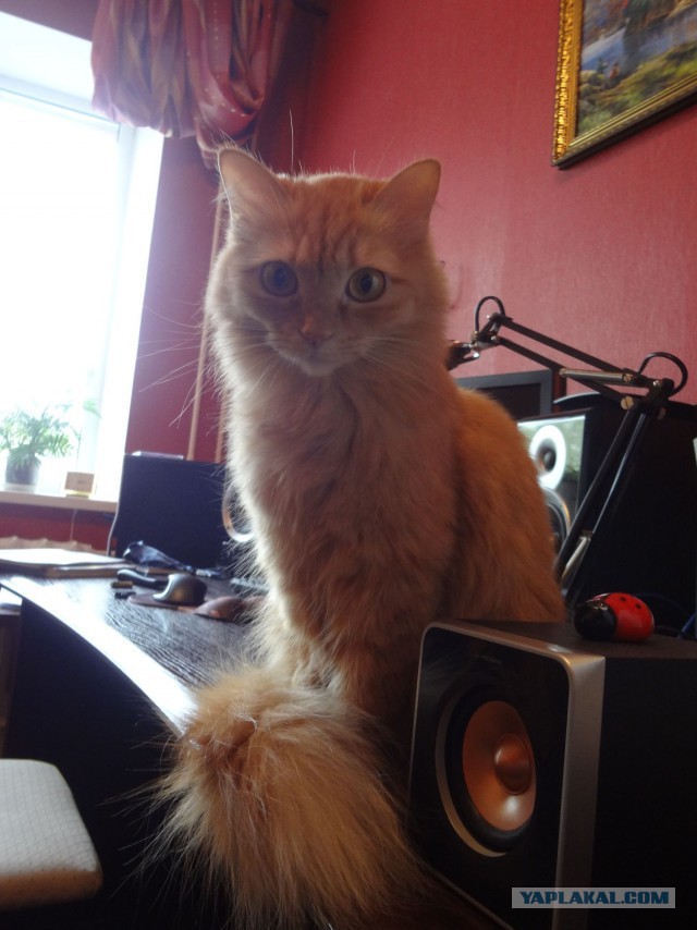 Котовторник 16.09.14