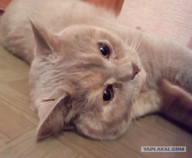 Котовторник 23.09.2014.
