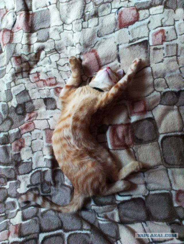 Котовторник 23.09.2014.