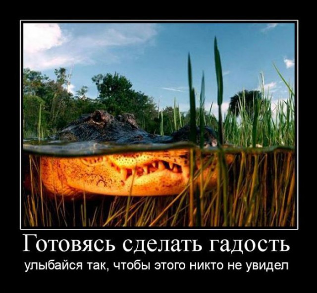 Подборка демотиваторов
