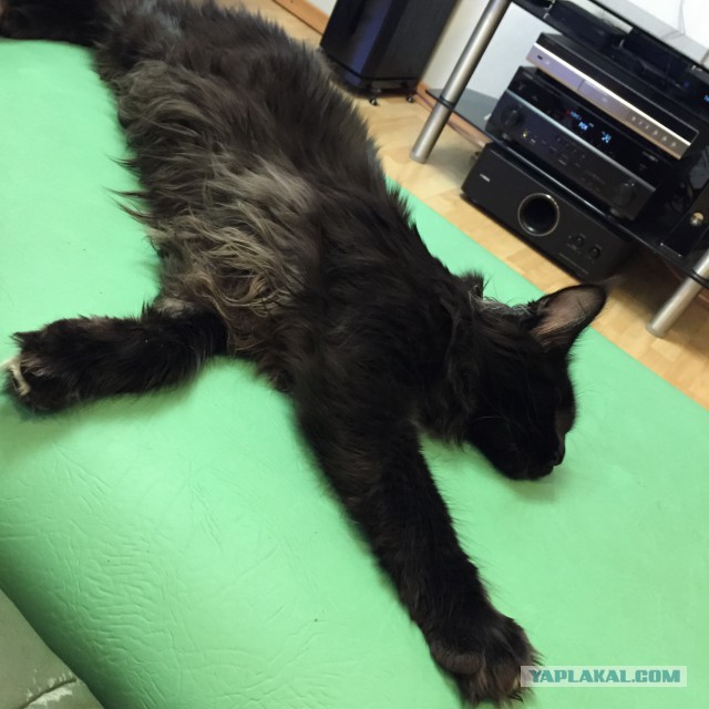 Котовторник