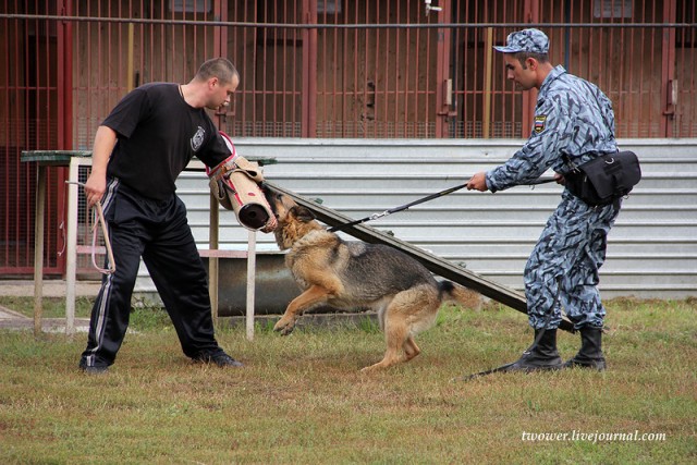 Центр кинологической службы Упр-ния на транспорте