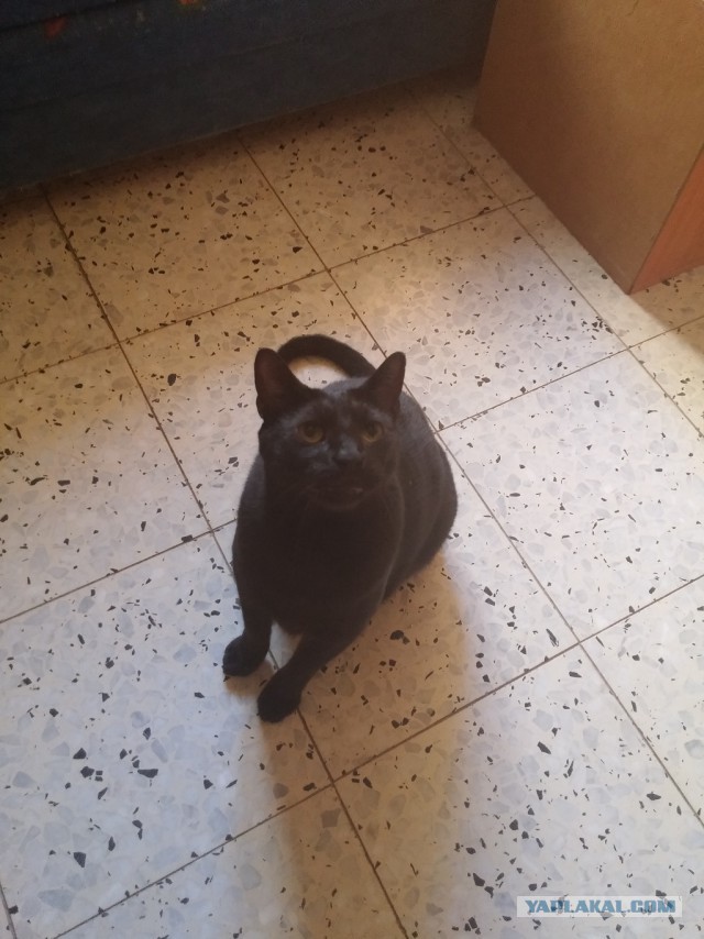 Котовторник