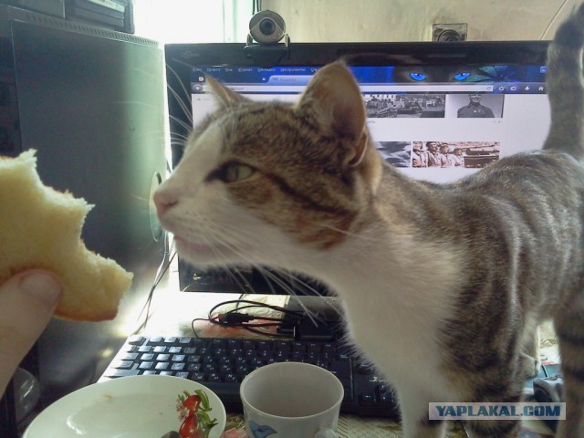 Котовторник 15-09-2015 !