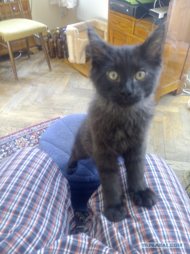 Пост невероятной кошачьей красоты. 25 фот.