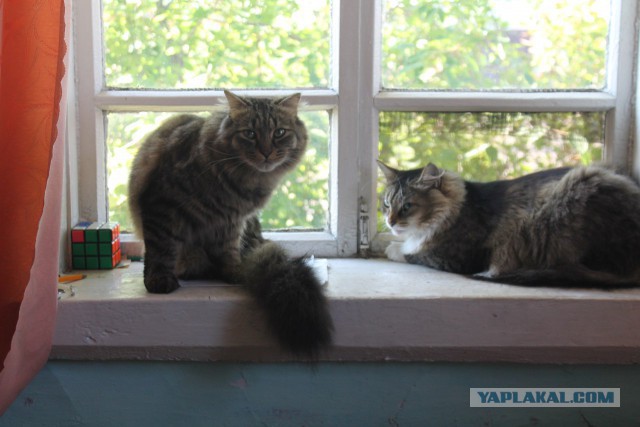 Котовторник 12.07.2016