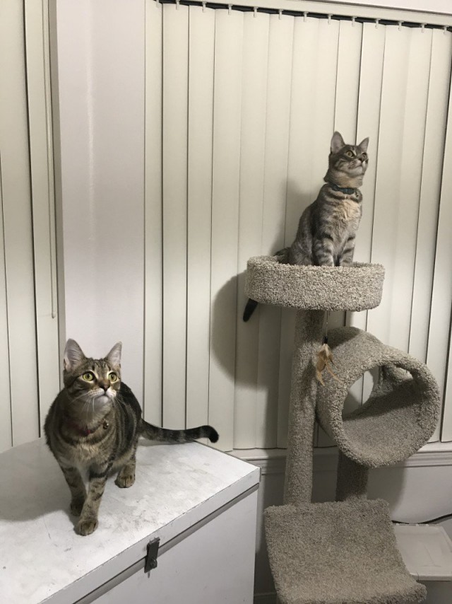 Коты из сети