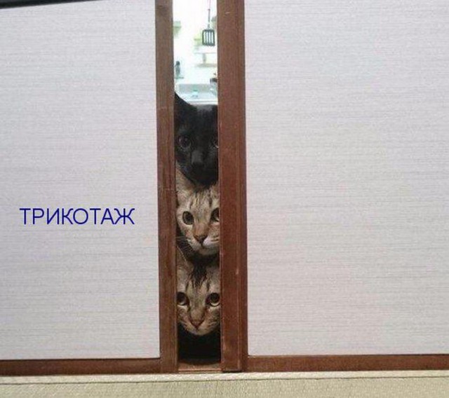 Картинки из инета