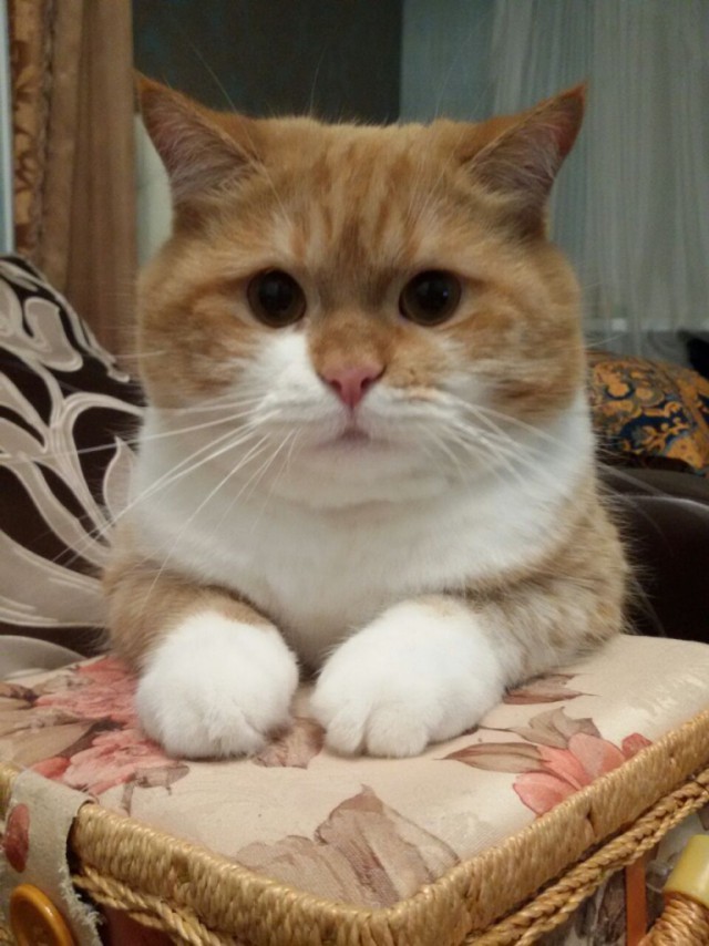 Коты и Кошки