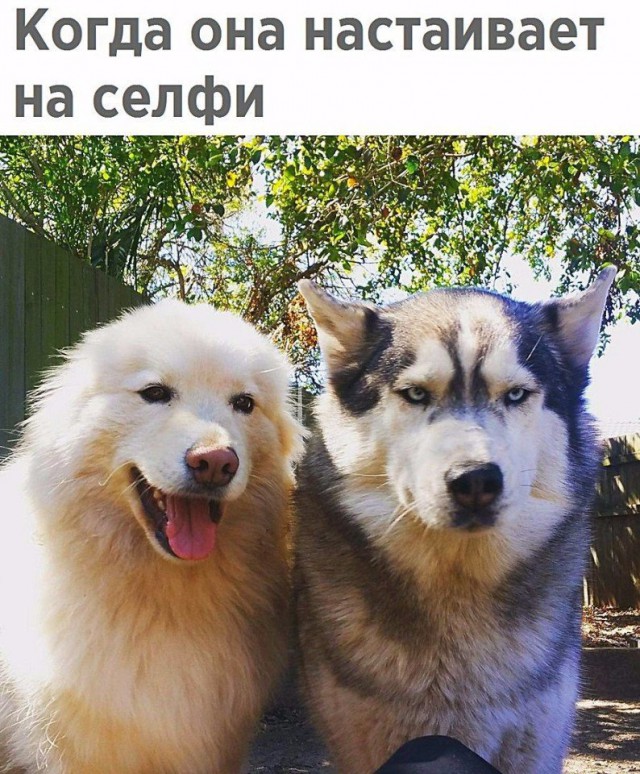 Подборка забавных животных